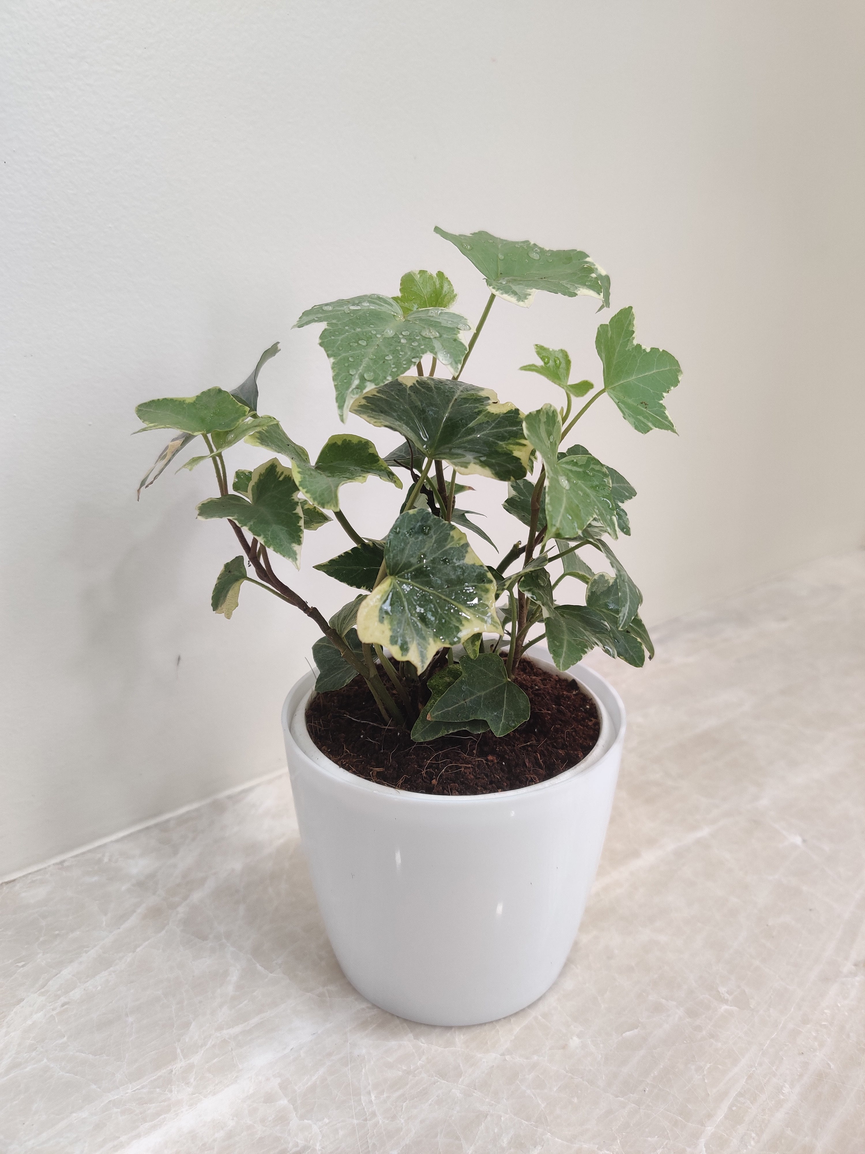 Buy Green English Ivy Plant for Office - Corporate Gift – ChhajedGarden.com