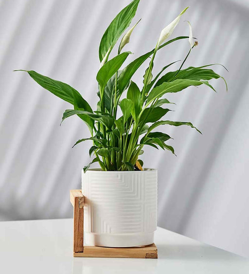 Modern white ceramic pot 