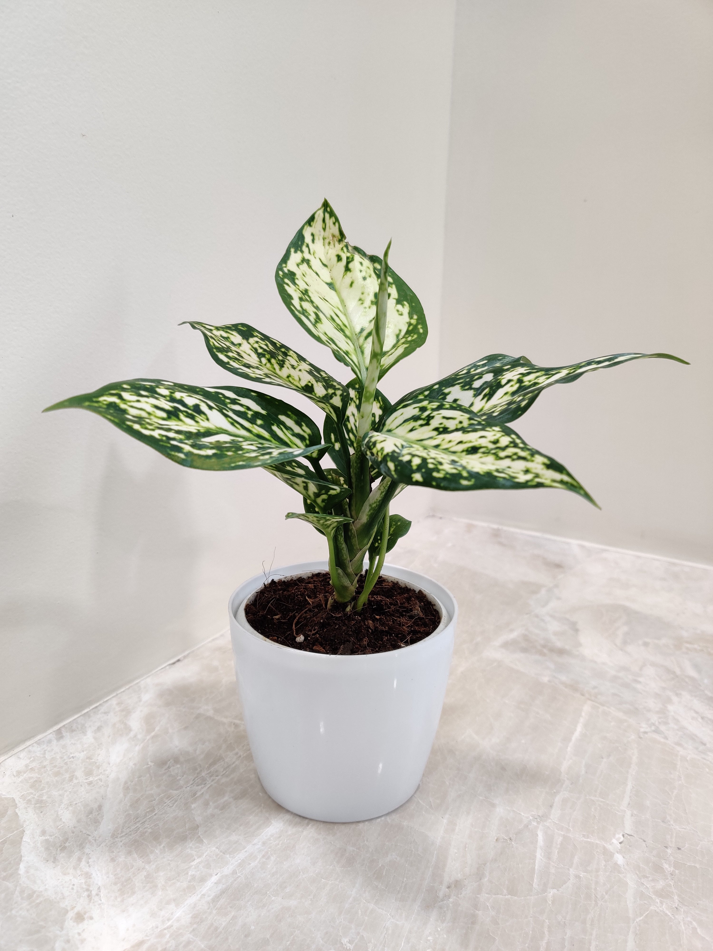 Buy Aglaonema White Anjuman - Perfect Indoor Plant | Green Haven ...