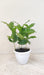 air-purifying-coffee-plant-for-indoor