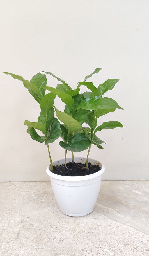 air-purifying-coffee-plant-for-indoor