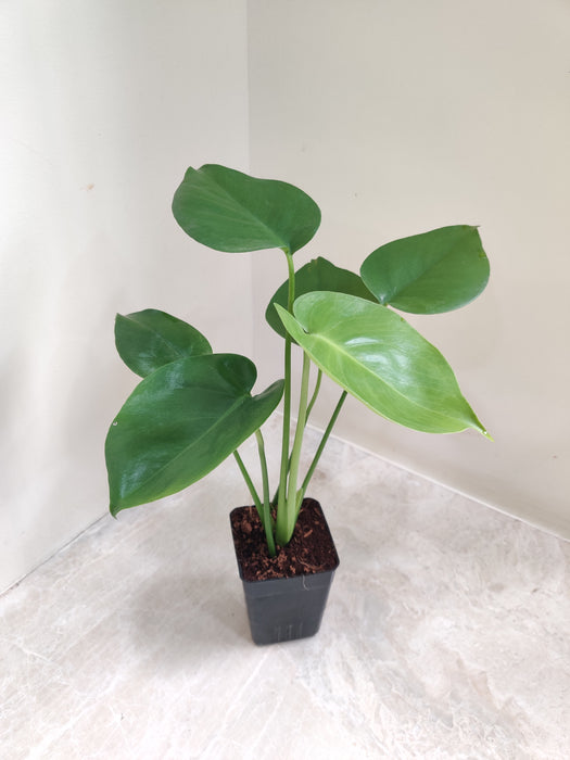 indoor-monstera-deliciosa-green-leaves.jpg