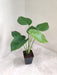 indoor-monstera-deliciosa-green-leaves.jpg