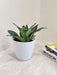 Sansevieria Trifasciata for office decor