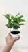 coffee-plant-coffea-arabica-7cm-pot