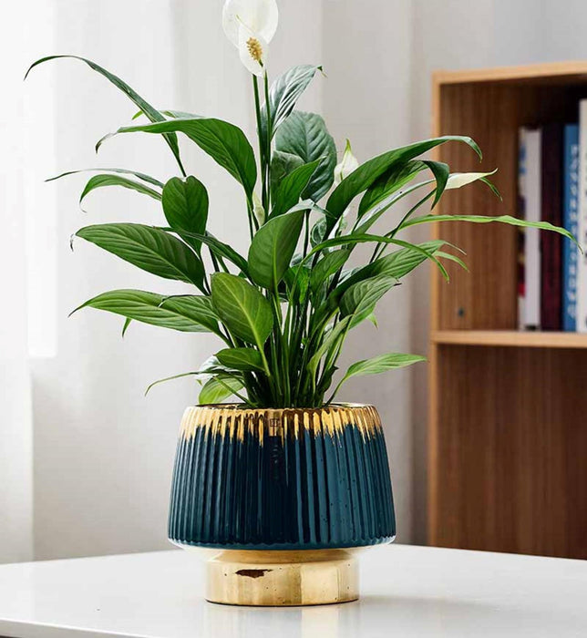 luxe-teal-ceramic-planter