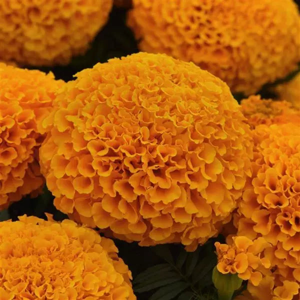 Marigold African Marvel II Orange Flower Seeds