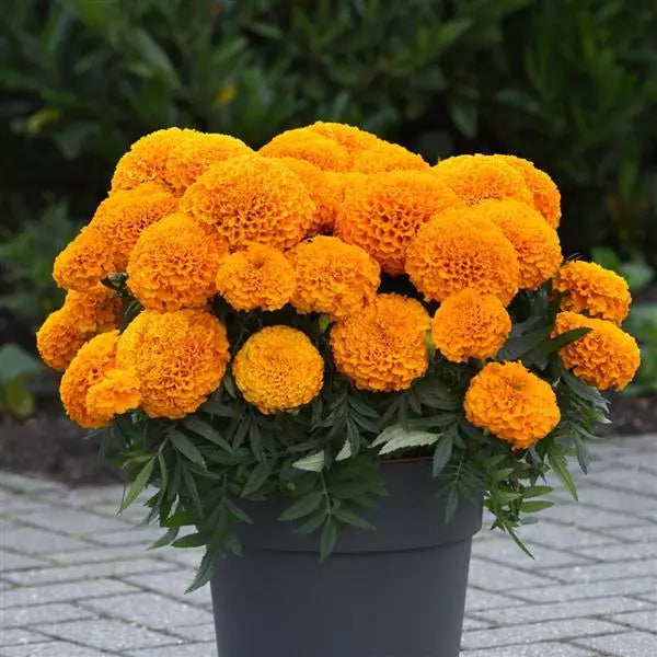 Marigold African Marvel II Orange Flower Seeds