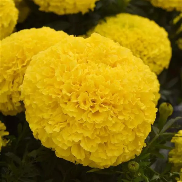 Marigold African Marvel II Yellow Flower Seeds