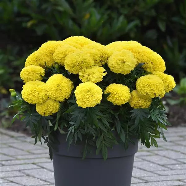 Marigold African Marvel II Yellow Flower Seeds