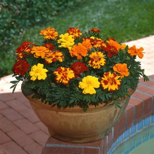 Marigold French Durango Outback Mix Flower Seeds