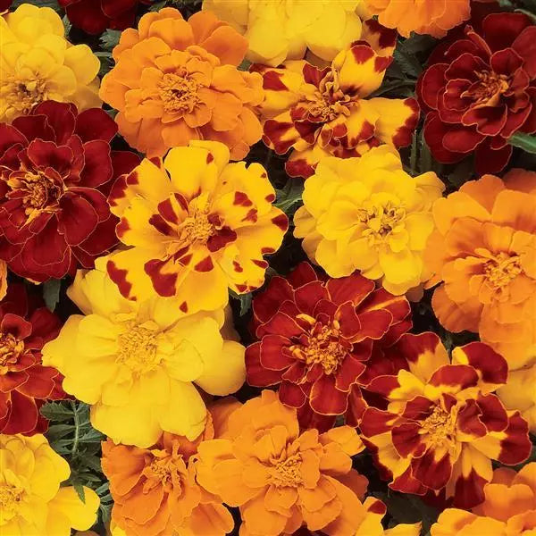 Marigold French Durango Outback Mix Flower Seeds