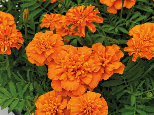 Marigold French Super Hero Deep Orange Flower Seeds