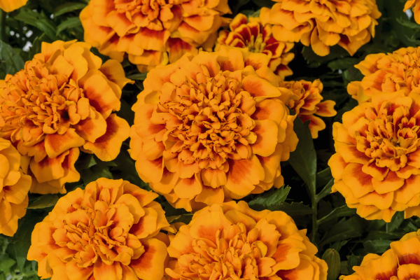 Marigold French Super Hero Orange Bee Flower Seeds