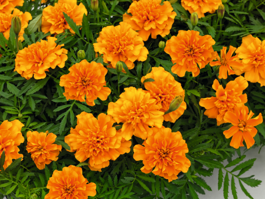 Marigold French Super Hero Orange Flower Seeds