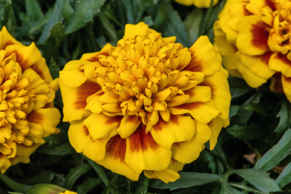 Marigold French Super Hero Yellow Bee Flower Seeds