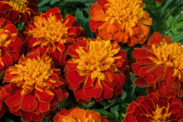 Marigold French Super Hero Harmony Flower Seeds