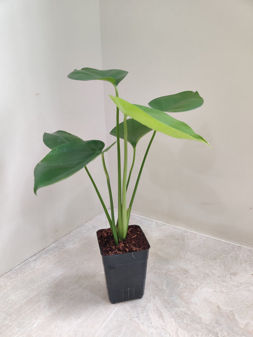 Tropical Monstera Deliciosa for home decor