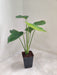 Tropical Monstera Deliciosa for home decor