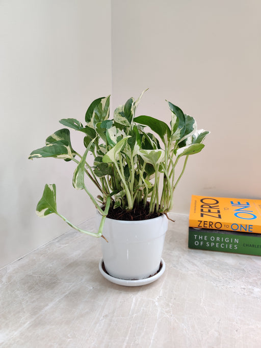 Close-up view of N'Joy Money Plant leaves