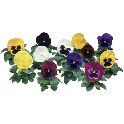 Pansy Colossus All Colors Mix Flower seeds