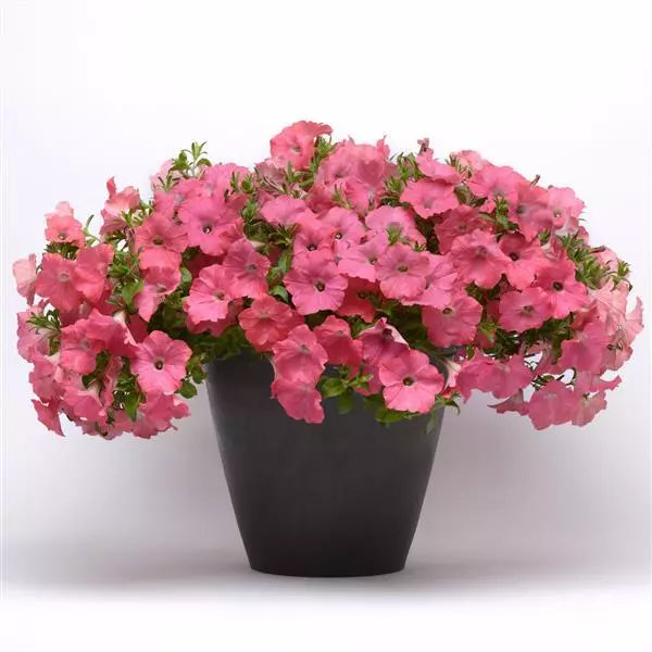 Petunia Easy Wave Coral Reef Flower Seeds