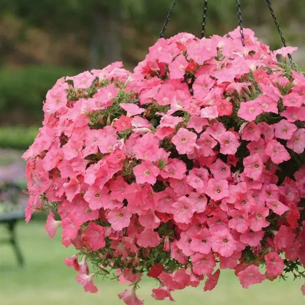 Petunia Easy Wave Coral Reef Flower Seeds