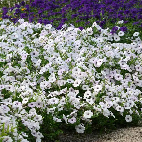 Petunia Easy Wave Silver Flower Seeds