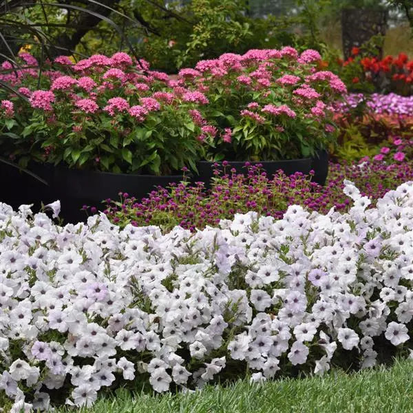 Petunia Easy Wave Silver Flower Seeds