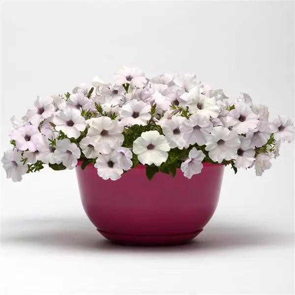 Petunia Easy Wave Silver Flower Seeds