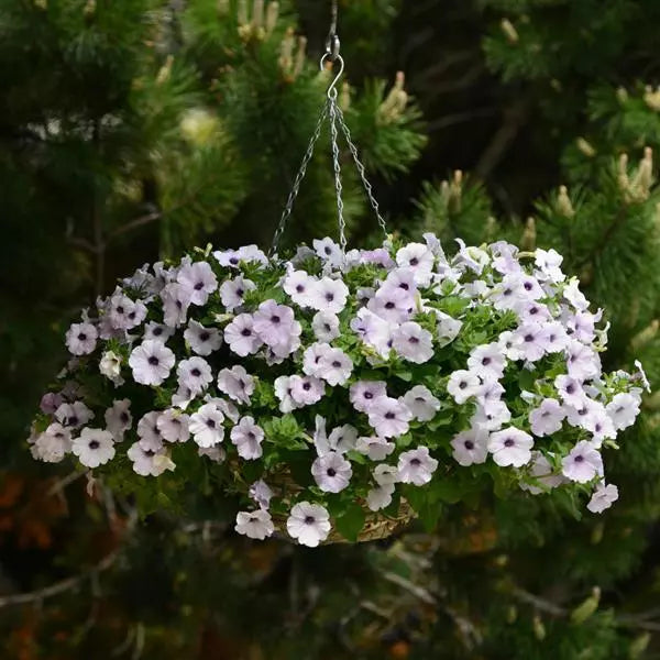 Petunia Easy Wave Silver Flower Seeds