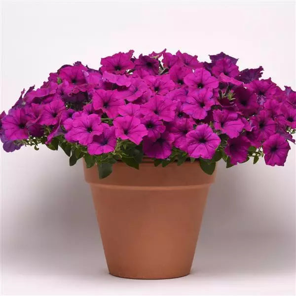 Petunia Easy Wave Violet Flower Seeds