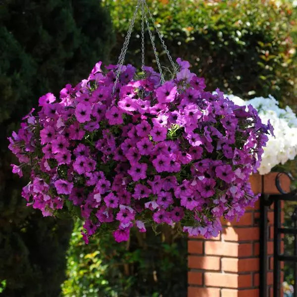 Petunia Easy Wave Violet Flower Seeds