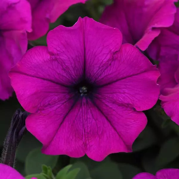 Petunia Easy Wave Violet Flower Seeds