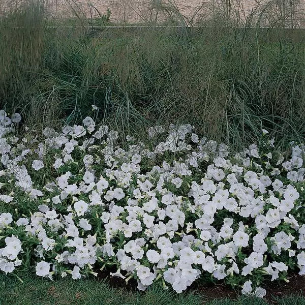 Petunia Easy Wave White Flower Seeds