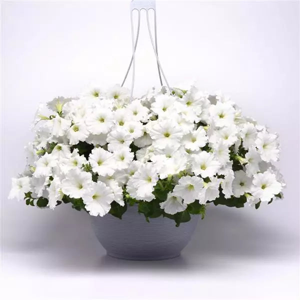 Petunia Easy Wave White Flower Seeds