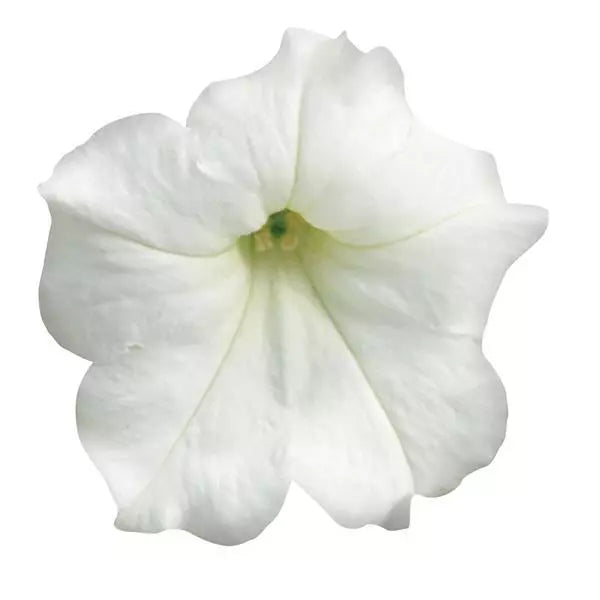 Petunia Easy Wave White Flower Seeds