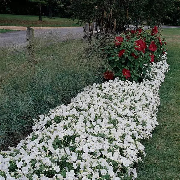 Petunia Easy Wave White Flower Seeds