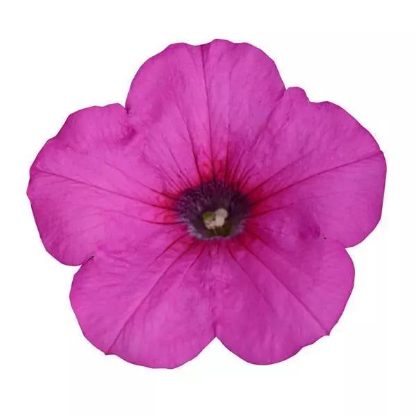 Petunia Easy Wave Neon Rose Flower Seeds