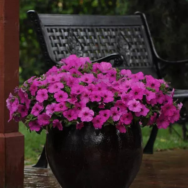 Petunia Easy Wave Neon Rose Flower Seeds