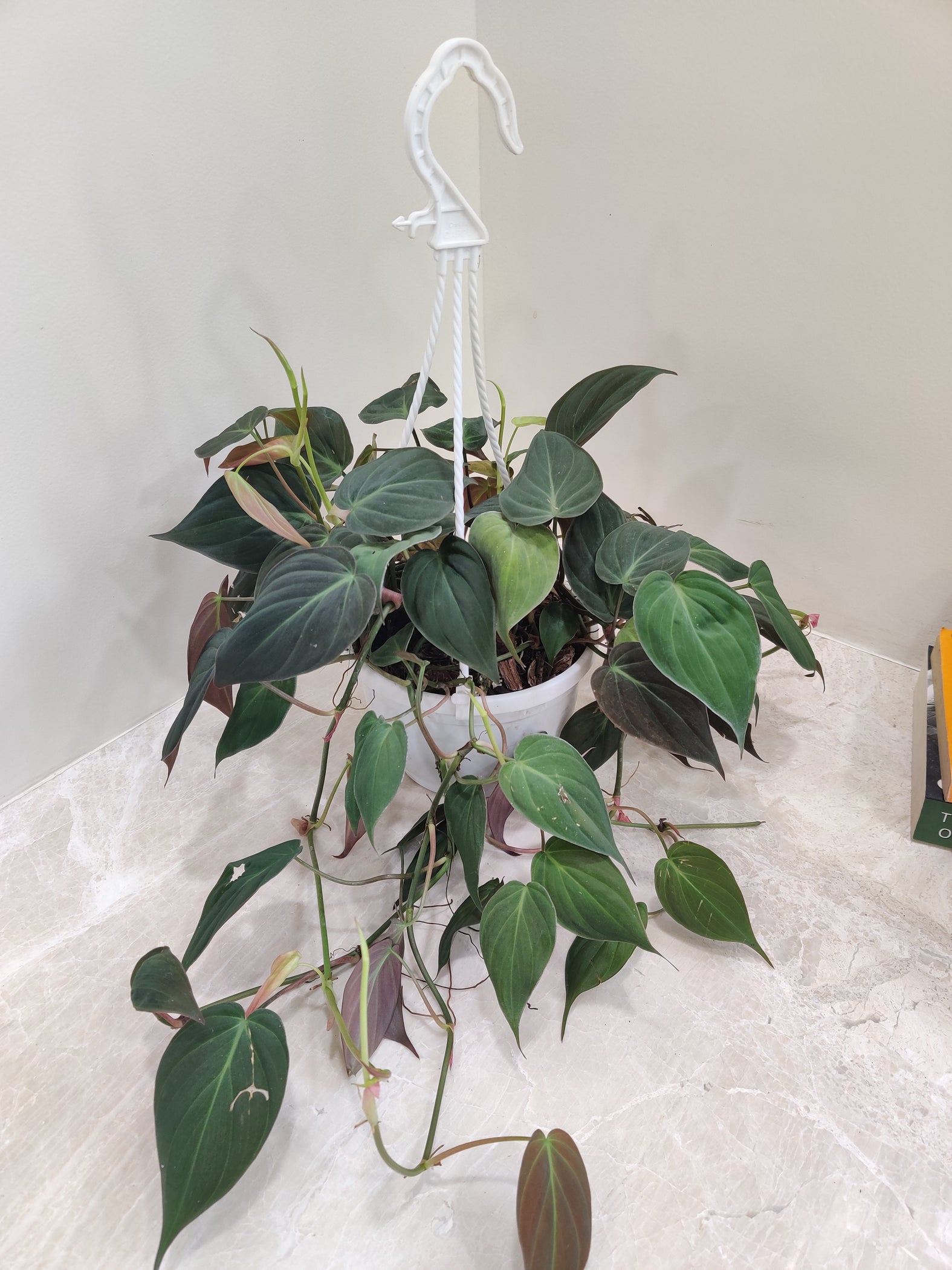 Shop Philodendron Oxycardium Micans With Hanging Pot – Chhajedgarden.com