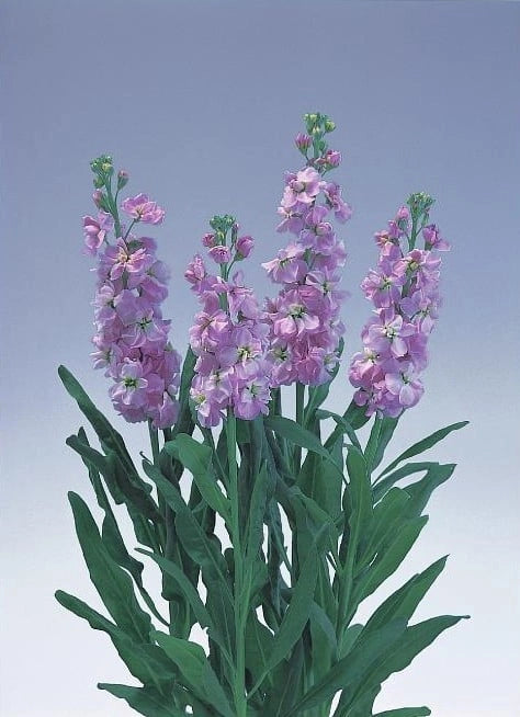 Stock Glory Light Purple Flower Seeds