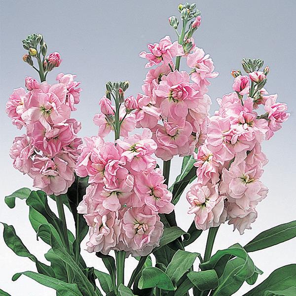 Stock Glory Pink Flower Seeds