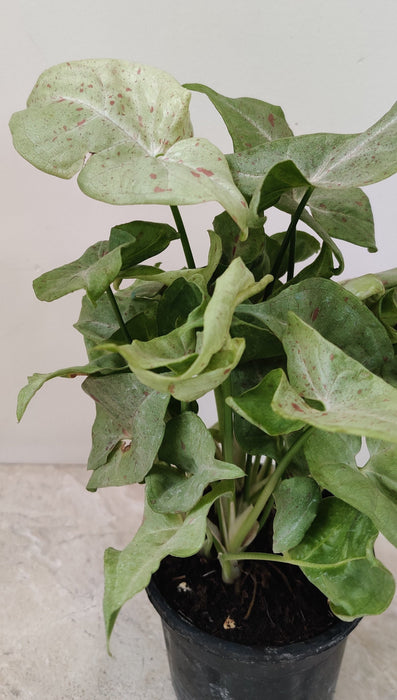 Low-maintenance Syngonium Pink Splash plant