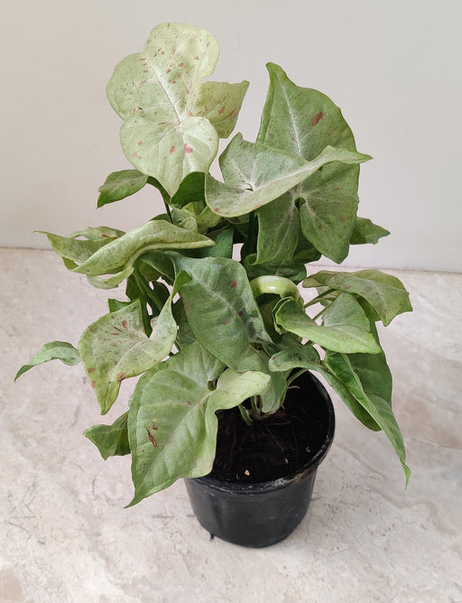 Syngonium Confetti Plant