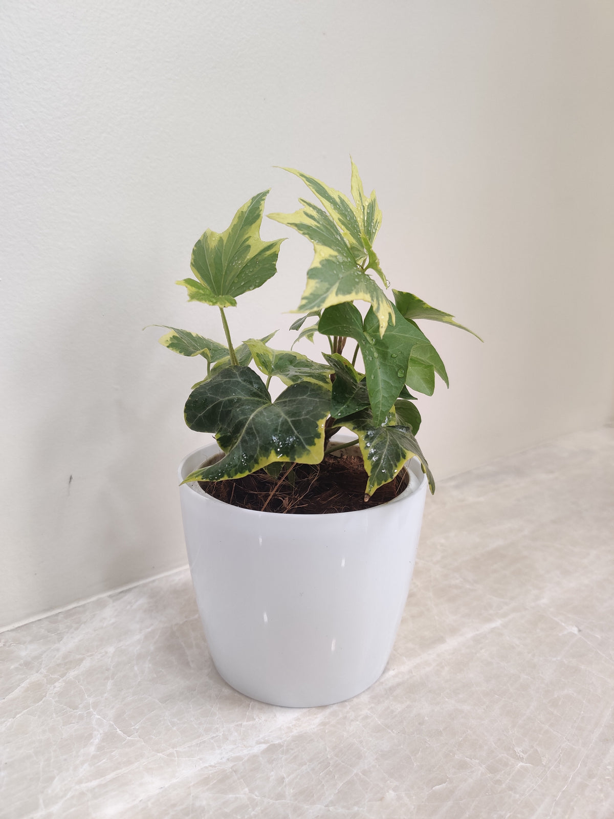 Variegated English Ivy - Perfect Corporate Plant Gift – ChhajedGarden.com