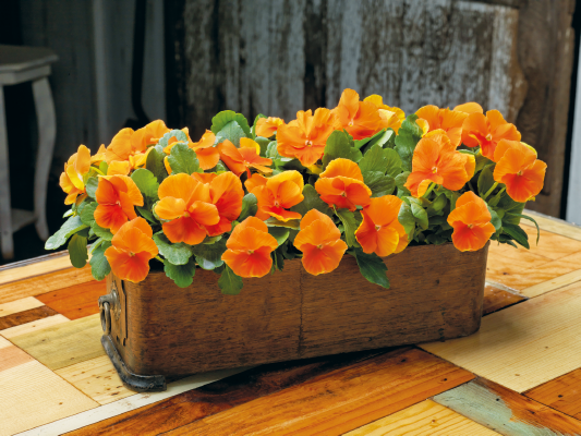 Viola Inspire Plus Orange Flower Seeds