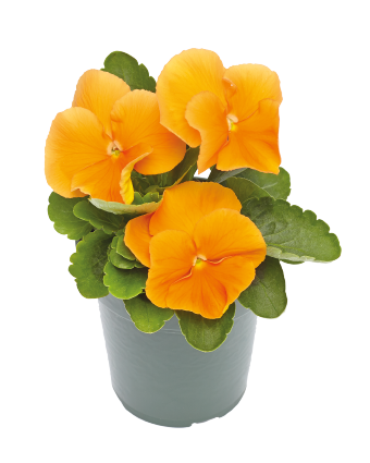 Viola Inspire Plus Orange Flower Seeds