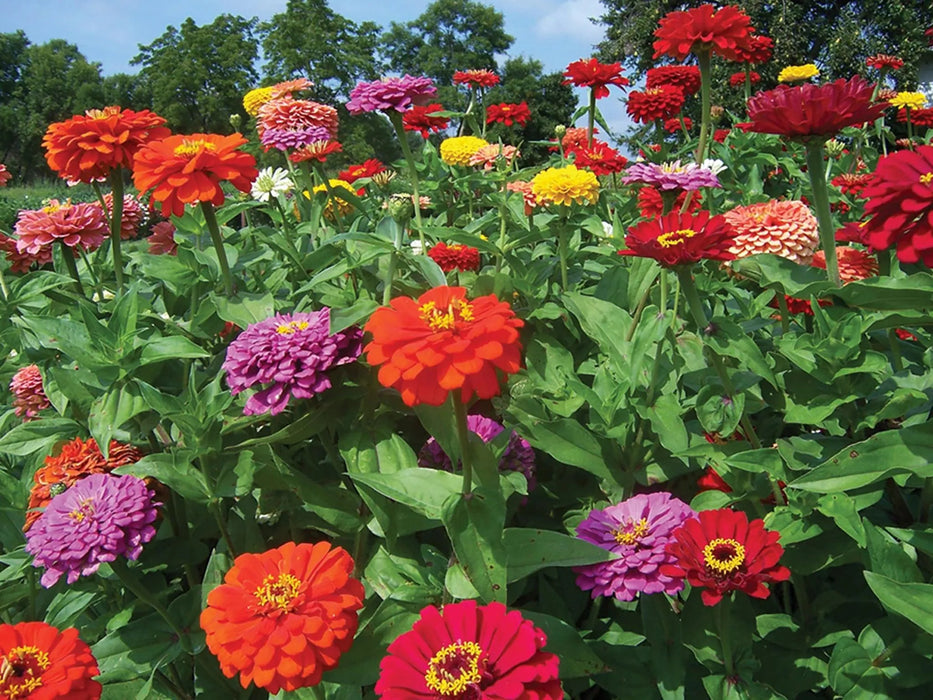 Zinnia  Dahlia Flowered Mix Flower Seeds