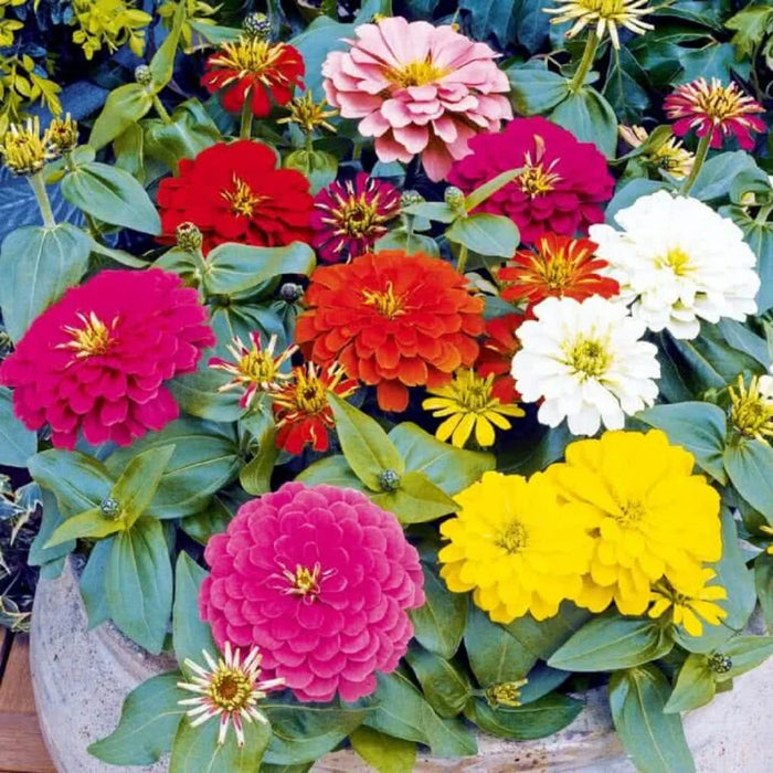 Zinnia Lilliput Mix Flower Seeds